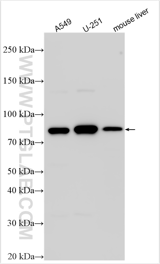 WB analysis using 32933-1-AP