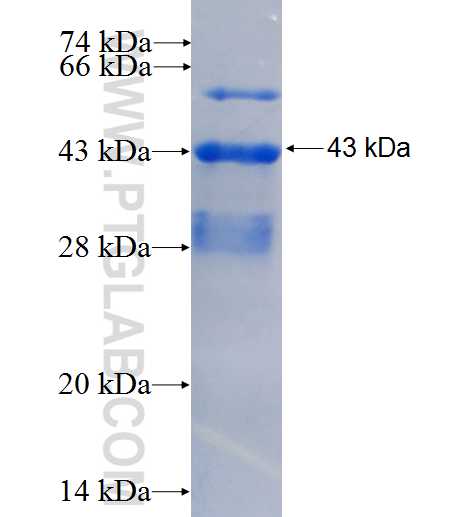 C15orf24 fusion protein Ag26784 SDS-PAGE