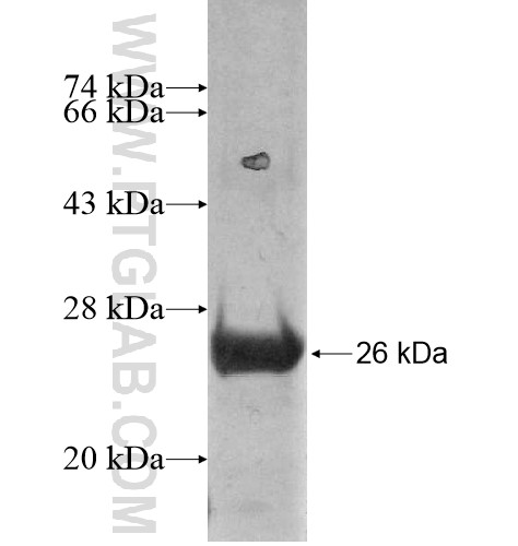 C15orf41 fusion protein Ag15160 SDS-PAGE