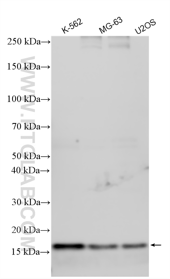 WB analysis using 33959-1-AP