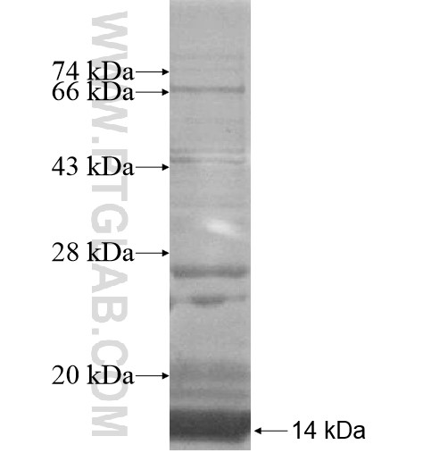 C16orf14 fusion protein Ag15057 SDS-PAGE