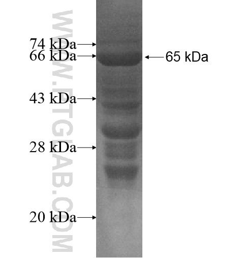 C16orf48 fusion protein Ag14613 SDS-PAGE C16orf48 fusion protein Ag14613 SDS-PAGE