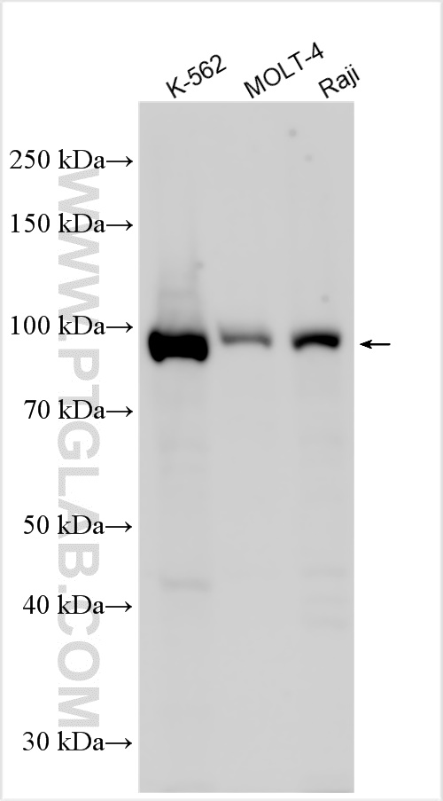 WB analysis using 26923-1-AP