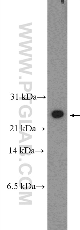 WB analysis of HEK-293 using 26409-1-AP