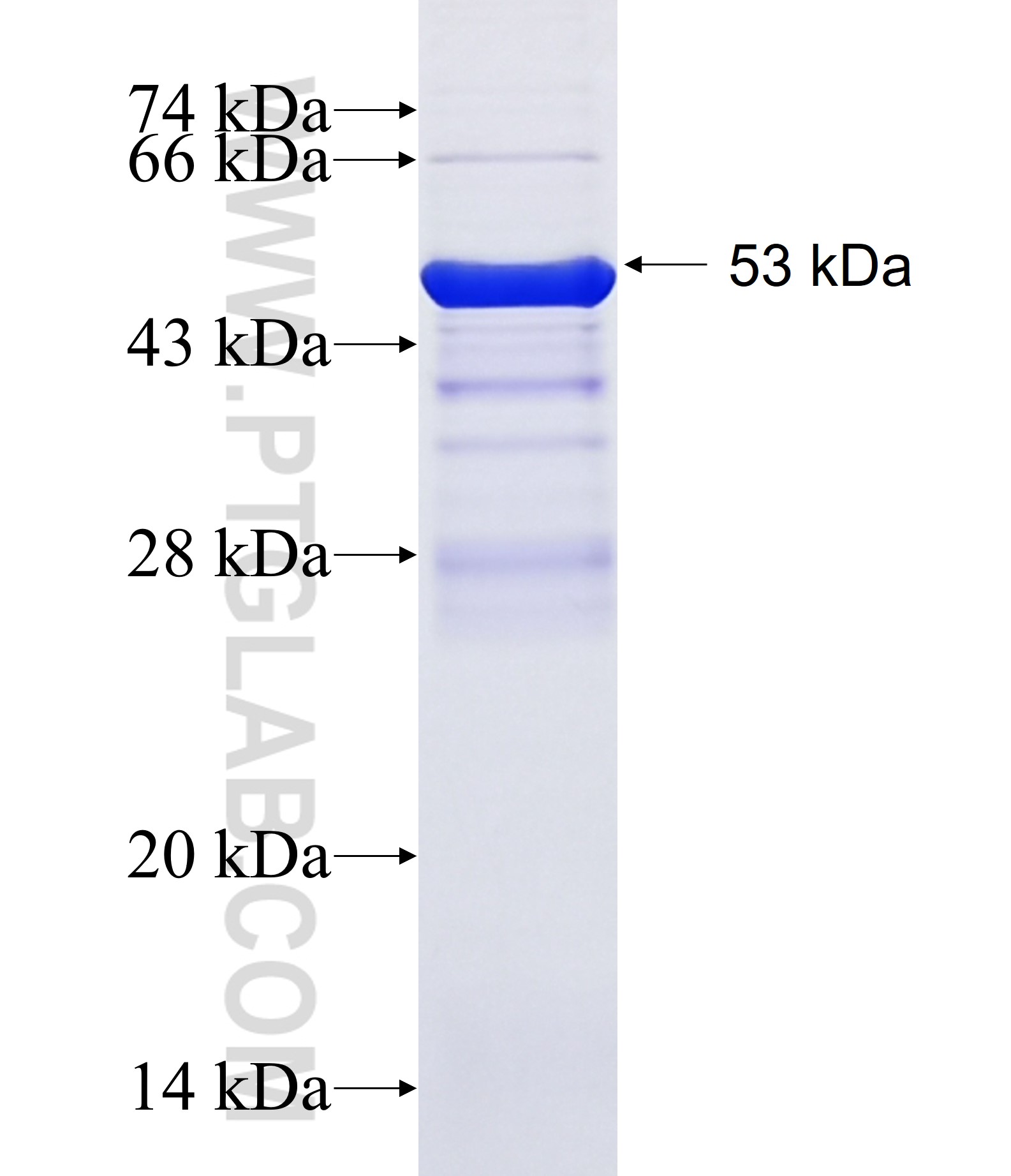 C16orf68 fusion protein Ag14197 SDS-PAGE