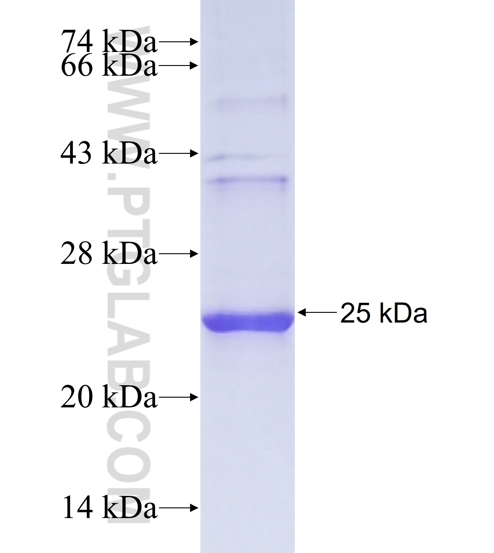 C16orf7 fusion protein Ag41173 SDS-PAGE C16orf7 fusion protein Ag41173 SDS-PAGE