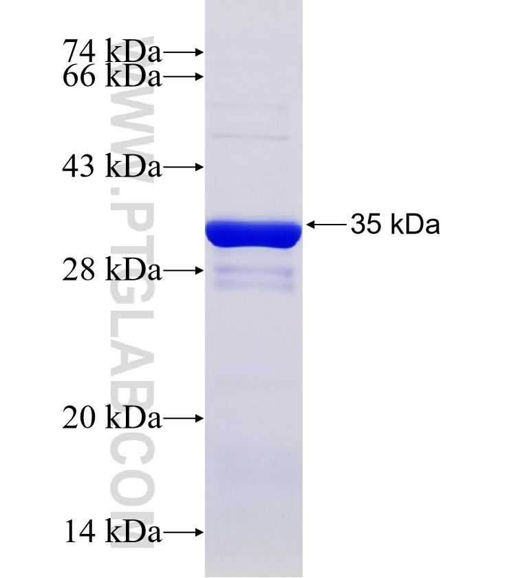 C16orf75 fusion protein Ag32880 SDS-PAGE