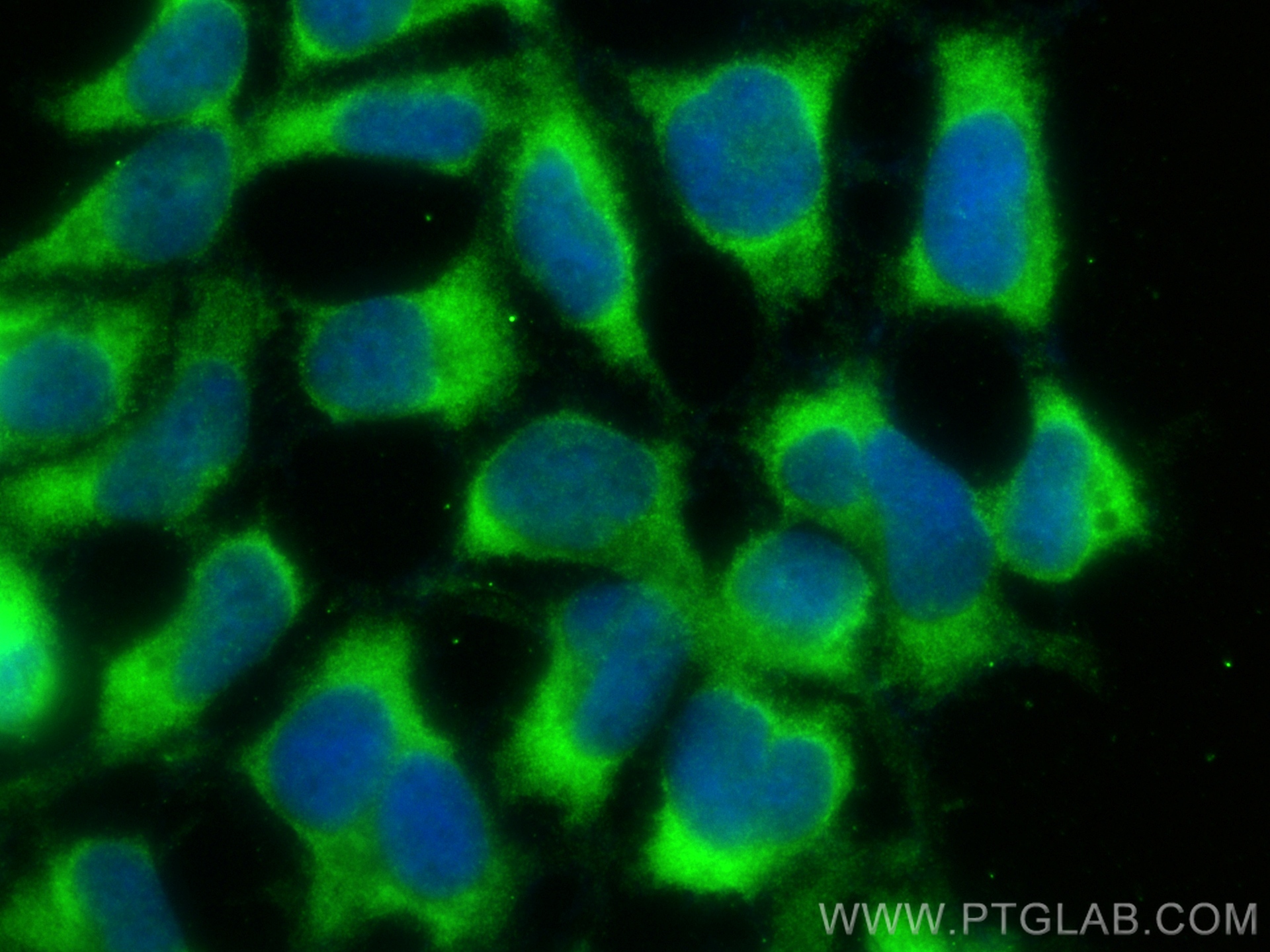 IF Staining of HEK-293 using 23337-1-AP
