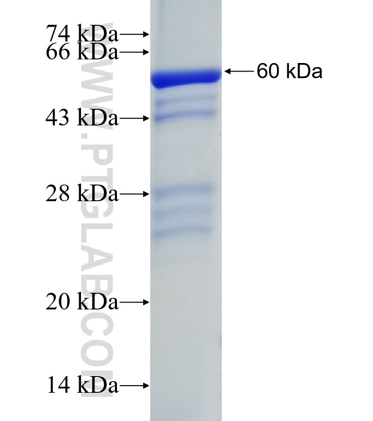 C17orf42 fusion protein Ag24653 SDS-PAGE