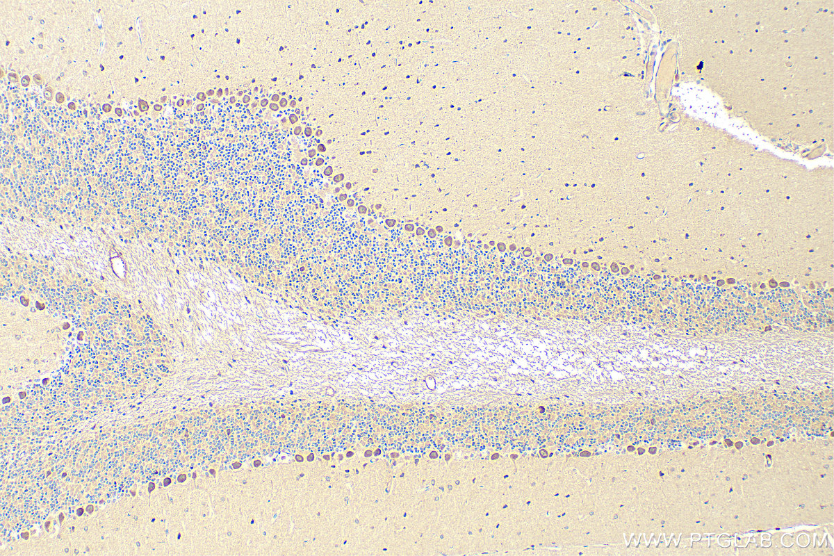 IHC staining of mouse cerebellum using 27603-1-AP