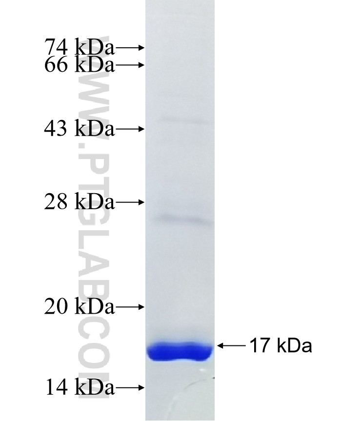 C17orf61 fusion protein Ag41334 SDS-PAGE