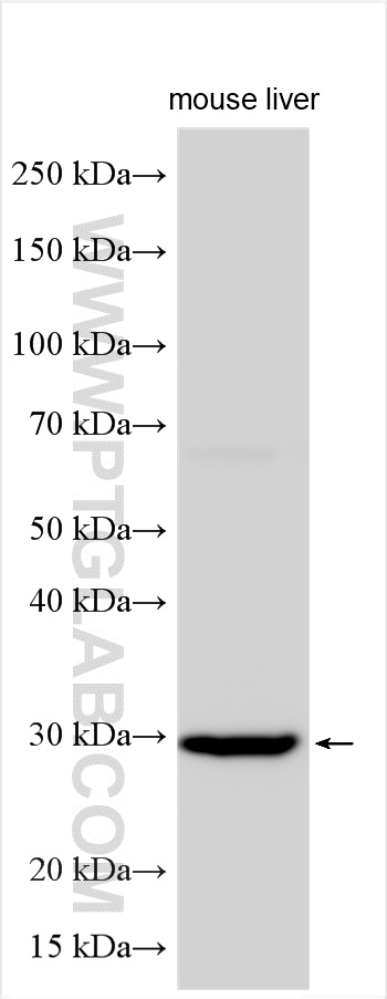Various lysates were subjected to SDS PAGE followed by western blot with 25706-1-AP (C17orf64 antibody) at dilution of 1:800 incubated at room temperature for 1.5 hours. WB analysis using 25706-1-AP