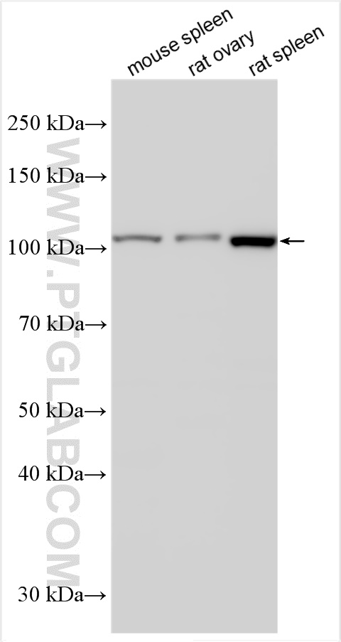 WB analysis using 31148-1-AP