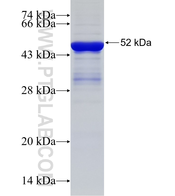 C18orf8 fusion protein Ag33184 SDS-PAGE C18orf8 fusion protein Ag33184 SDS-PAGE