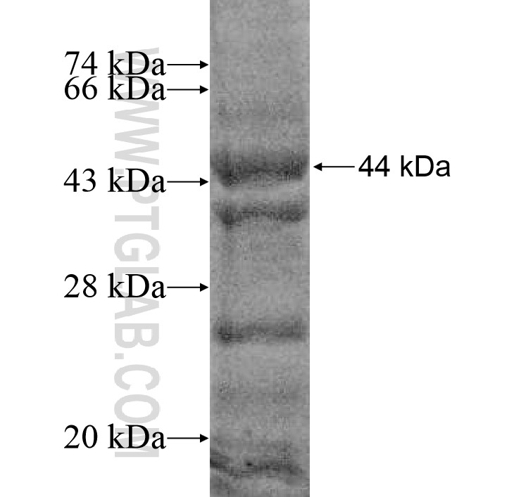 C18orf8 fusion protein Ag14075 SDS-PAGE C18orf8 fusion protein Ag14075 SDS-PAGE