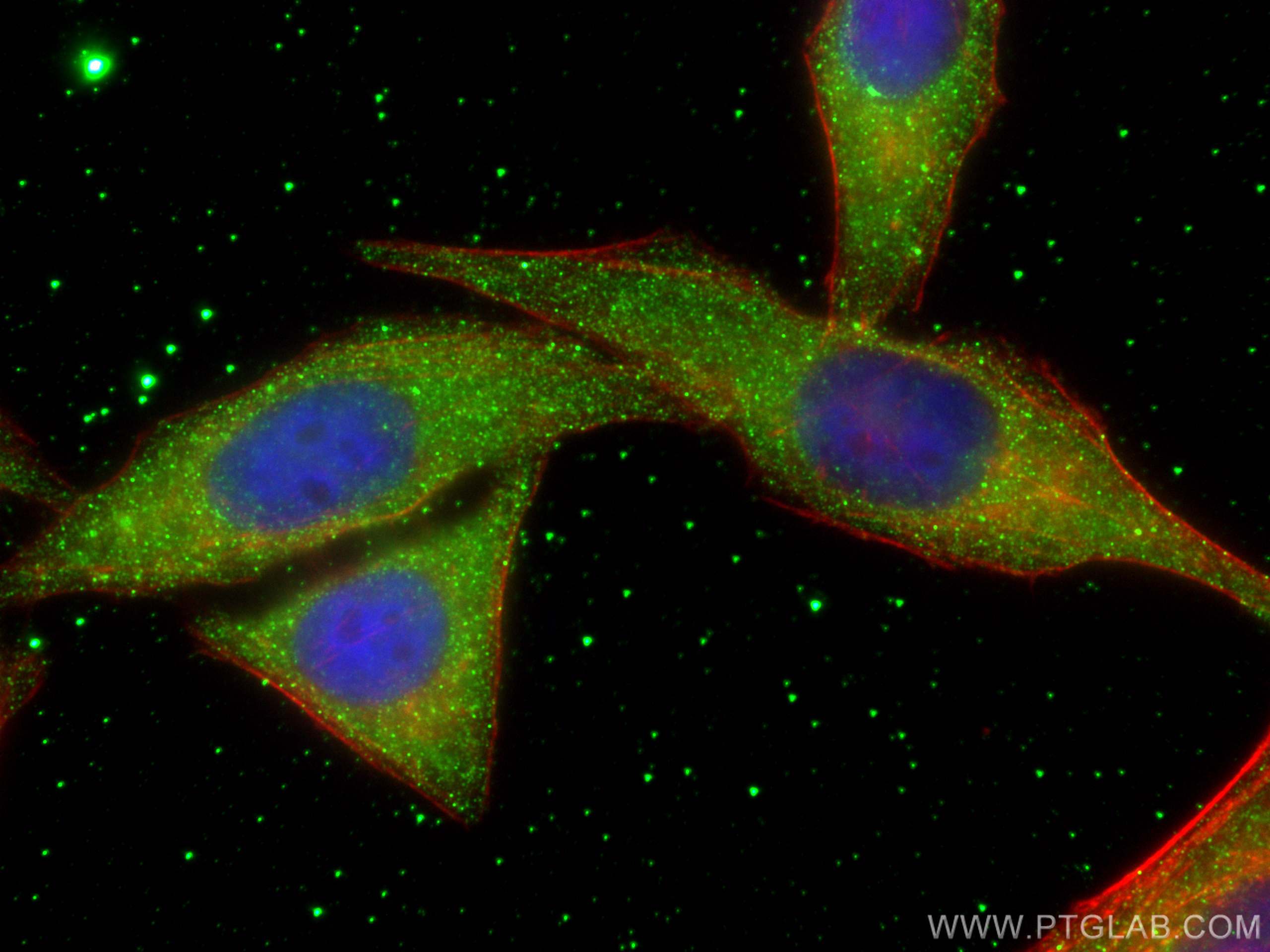 IF Staining of HepG2 using 68131-1-Ig