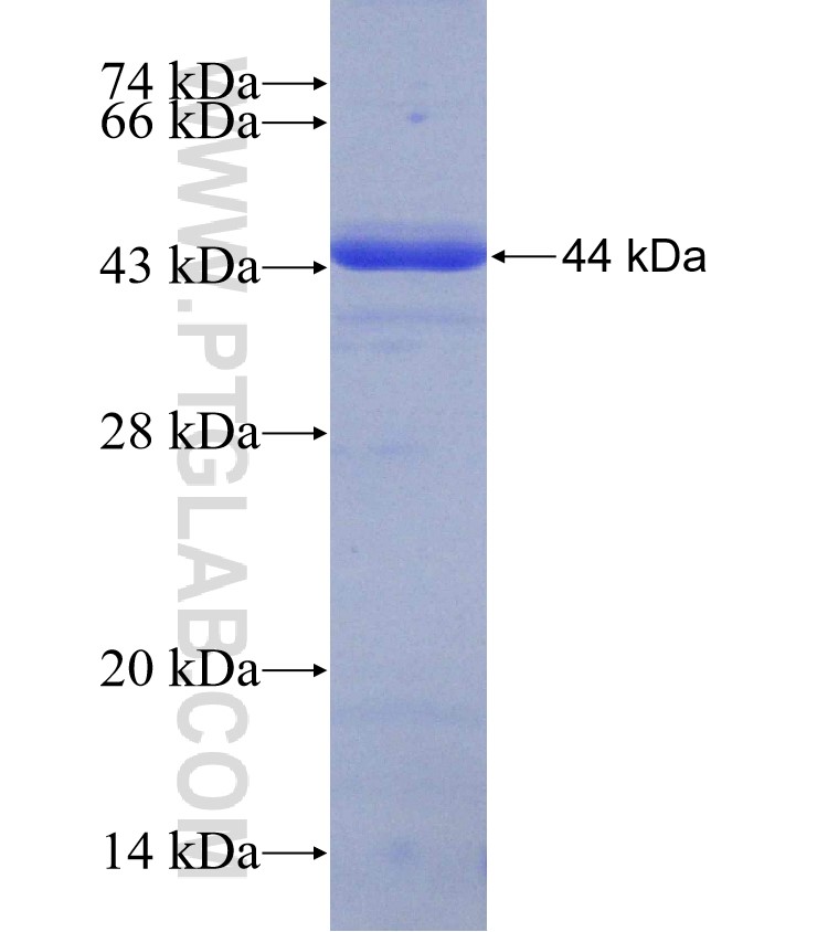 C19orf21 fusion protein Ag23712 SDS-PAGE