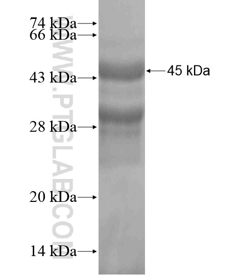 C19orf25 fusion protein Ag20472 SDS-PAGE C19orf25 fusion protein Ag20472 SDS-PAGE