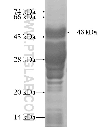 C19orf34 fusion protein Ag19528 SDS-PAGE