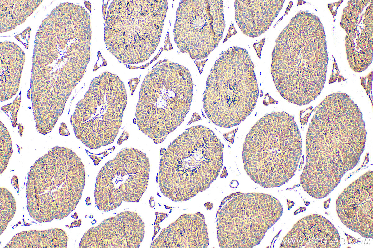 Immunohistochemical analysis of paraffin-embedded mouse testis tissue slide using 25650-1-AP (C19orf36 antibody) at dilution of 1:200 (under 10x lens). Heat mediated antigen retrieval with Tris-EDTA buffer (pH 9.0). IHC staining of mouse testis using 25650-1-AP