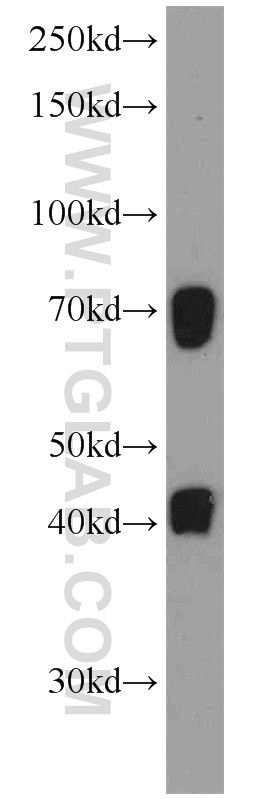 WB analysis of L02 using 21503-1-AP