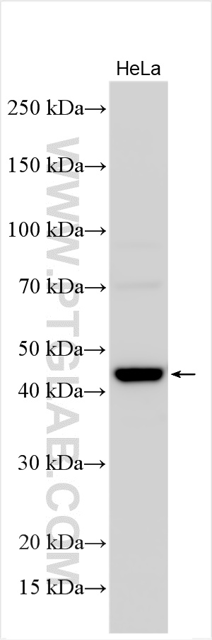 HeLa cells were subjected to SDS PAGE followed by western blot with 32841-1-AP (C19orf47 antibody) at dilution of 1:4000 incubated at room temperature for 1.5 hours. WB analysis using 32841-1-AP