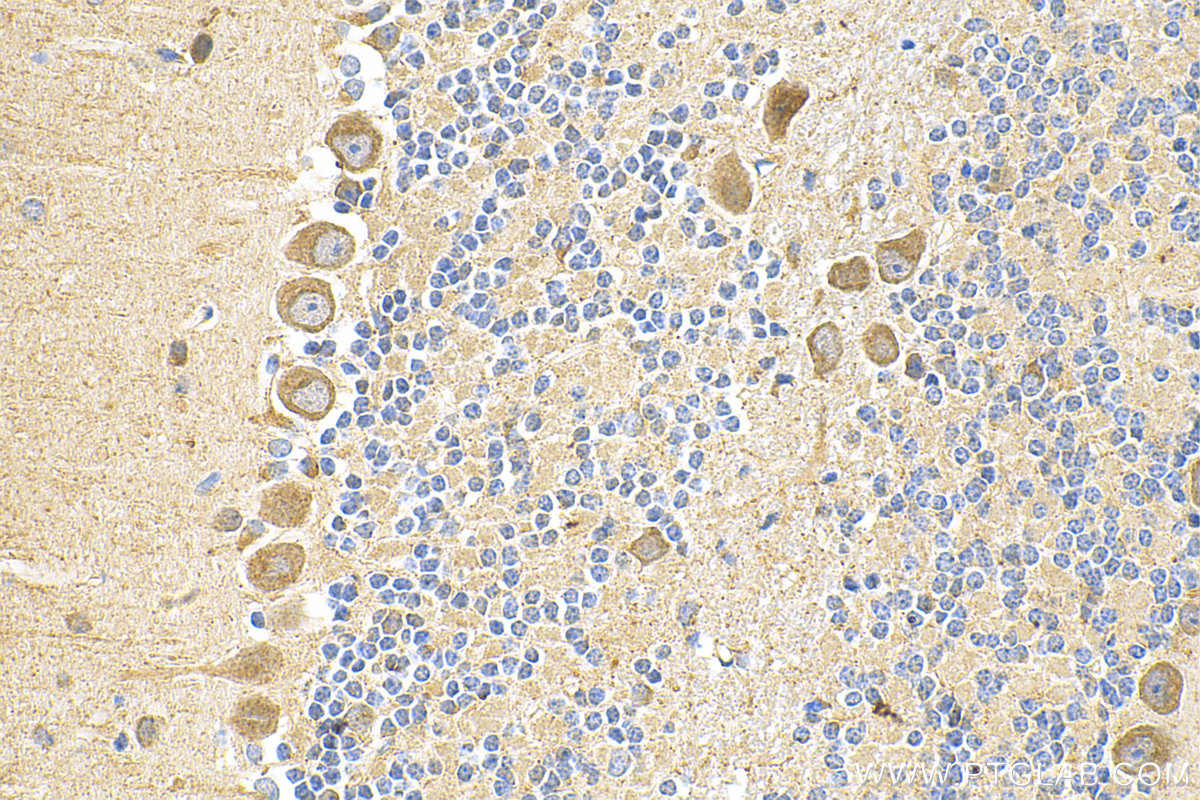 IHC staining of mouse cerebellum using 20492-1-AP