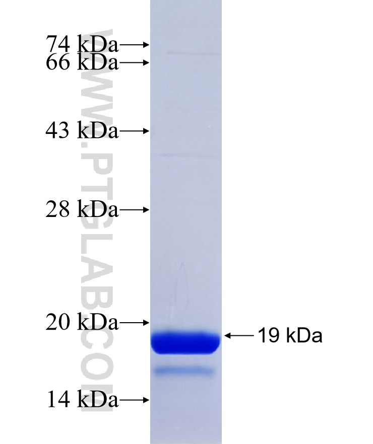 C19orf53 fusion protein Ag22427 SDS-PAGE