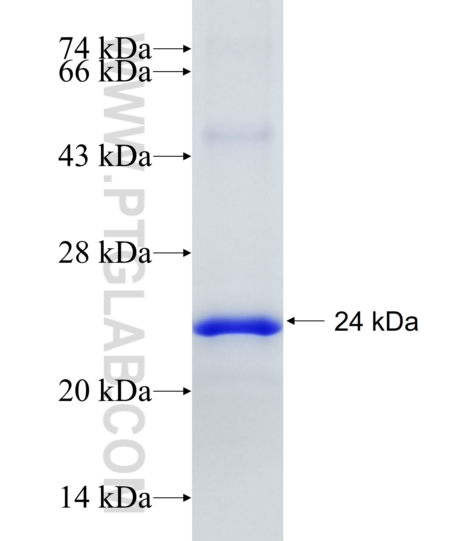 C19orf59 fusion protein Ag22616 SDS-PAGE