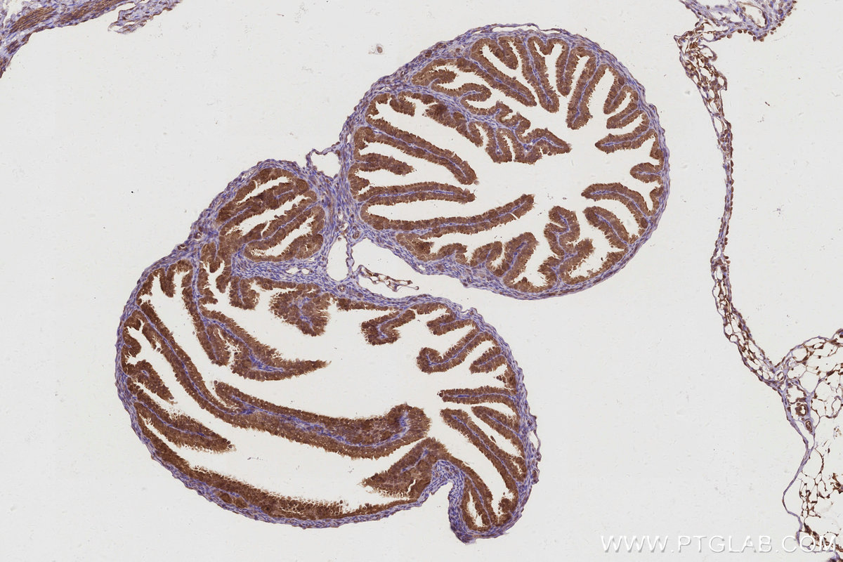 IHC staining of mouse ovary using 27926-1-AP IHC staining of mouse ovary using 27926-1-AP