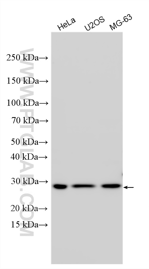 WB analysis using 30844-1-AP
