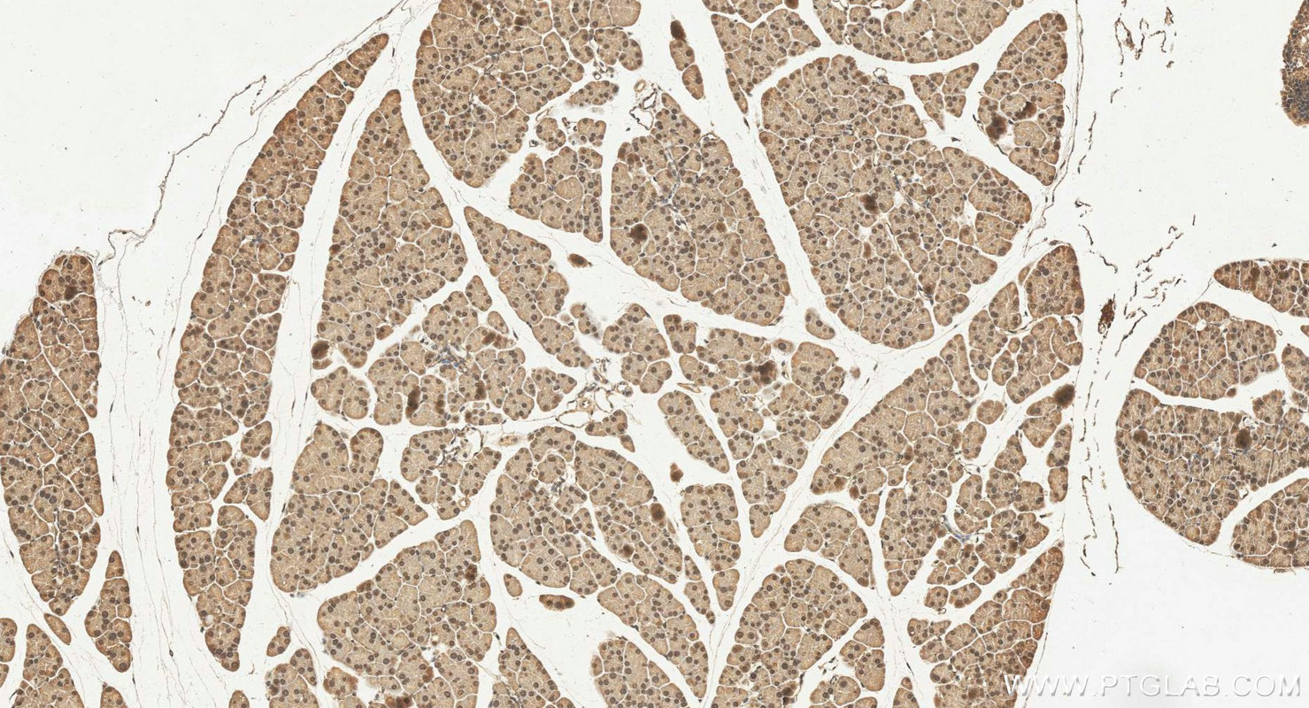 IHC staining of mouse pancreas using 24856-1-AP IHC staining of mouse pancreas using 24856-1-AP