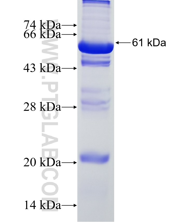 C1GALT1C1 fusion protein Ag5611 SDS-PAGE