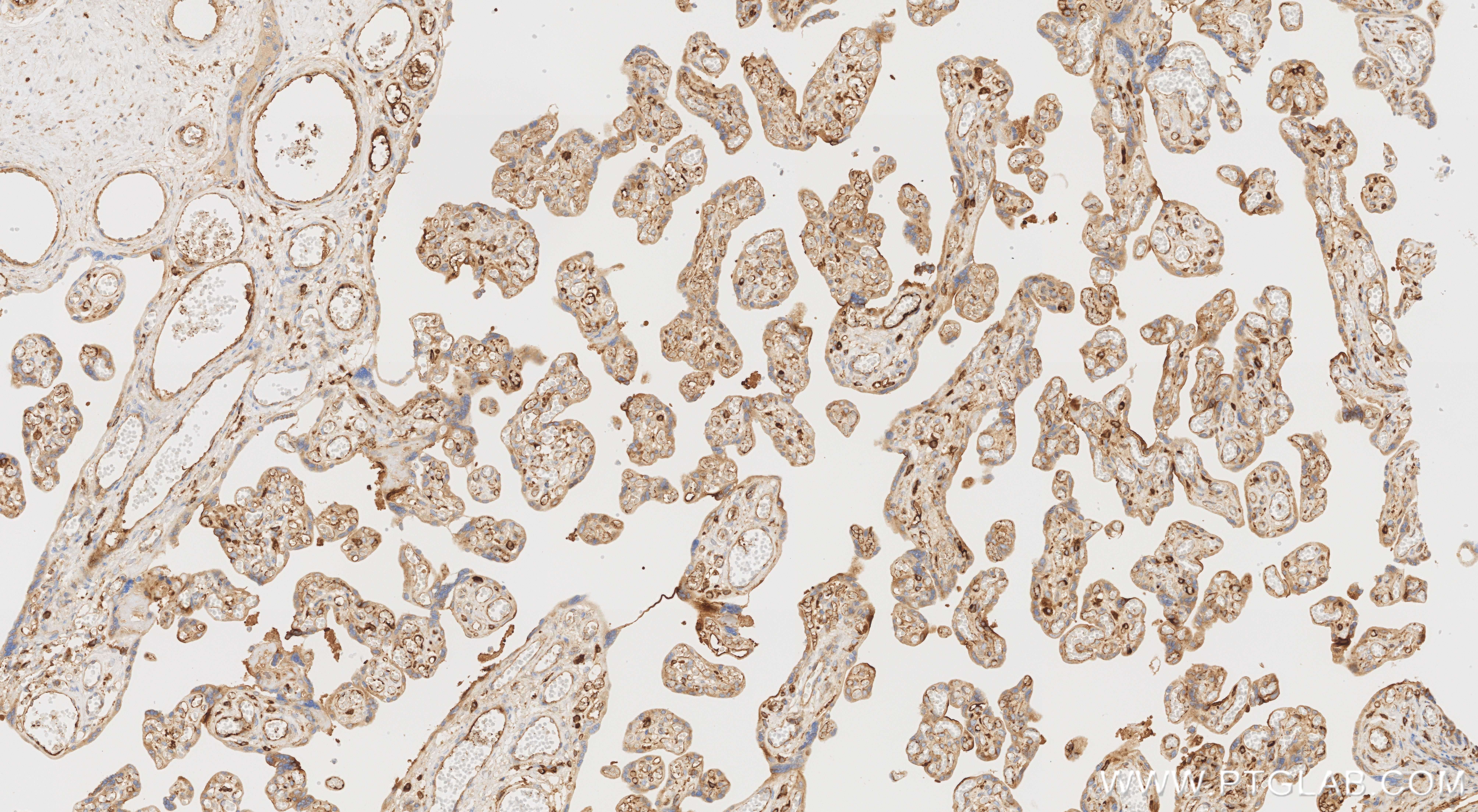 IHC staining of human placenta using 85719-4-RR