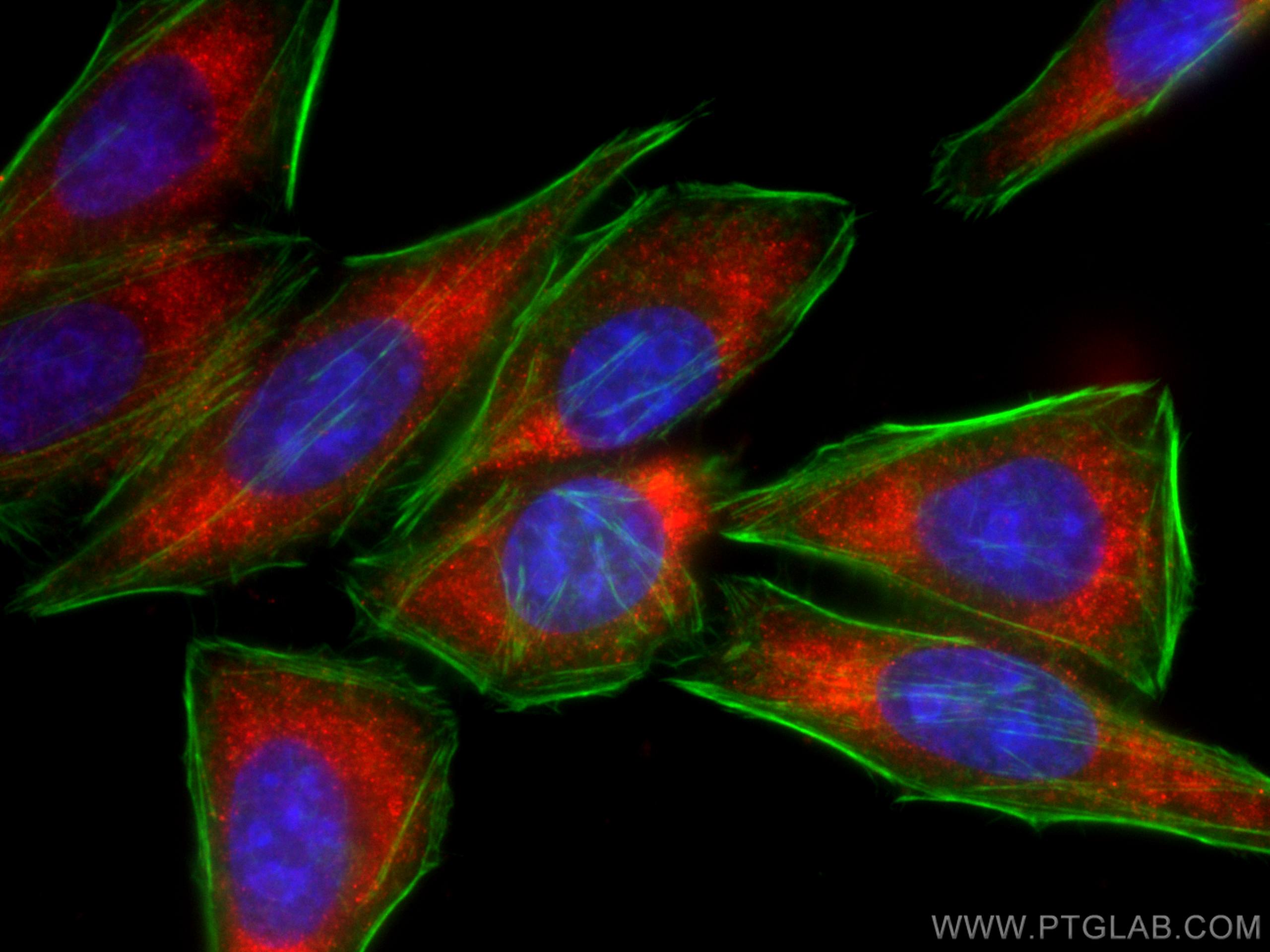 IF Staining of HepG2 using CL594-67063