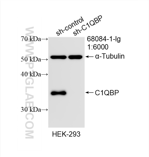 WB analysis of HEK-293 using 68084-1-Ig
