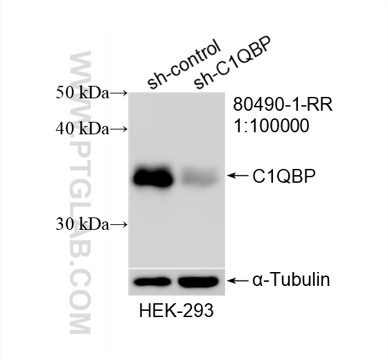 WB analysis of HEK-293 using 80490-1-RR