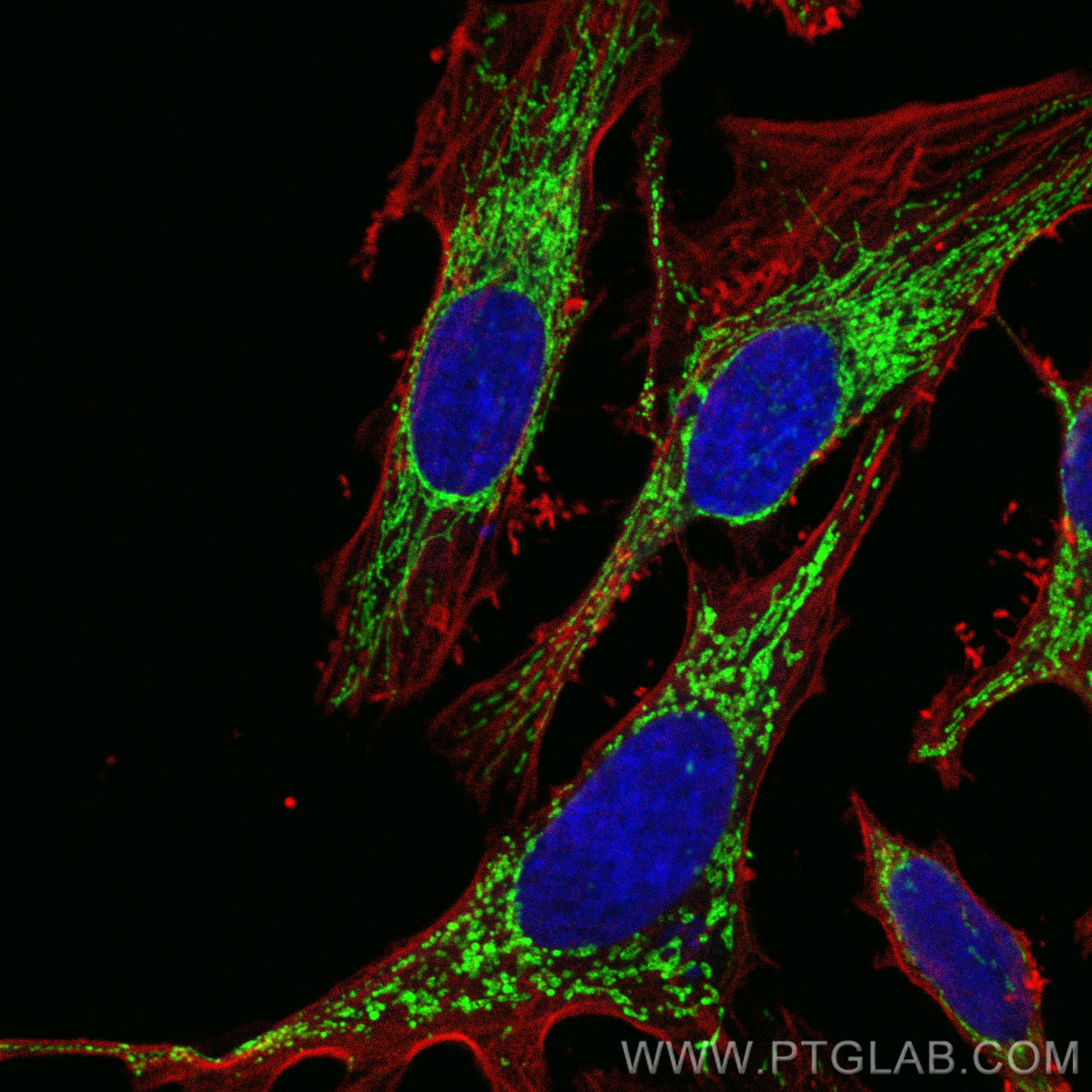 IF Staining of HeLa using CL488-80490