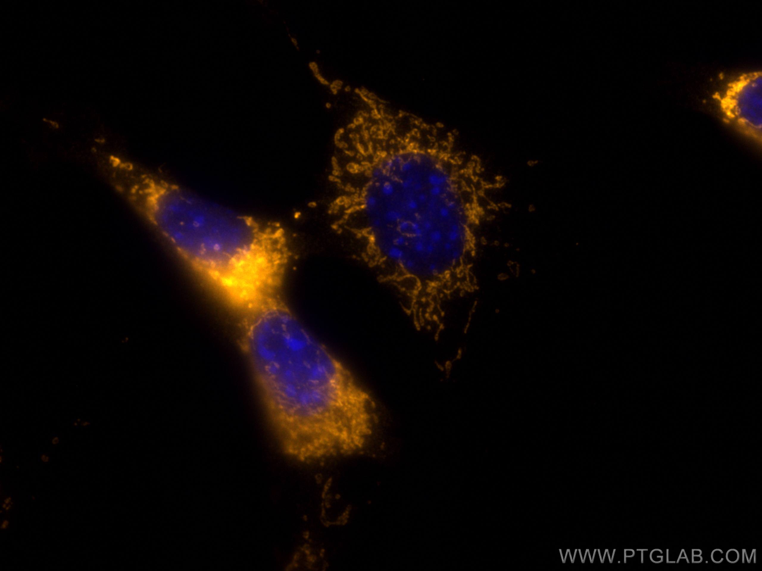 IF Staining of NIH/3T3 using CL555-24474