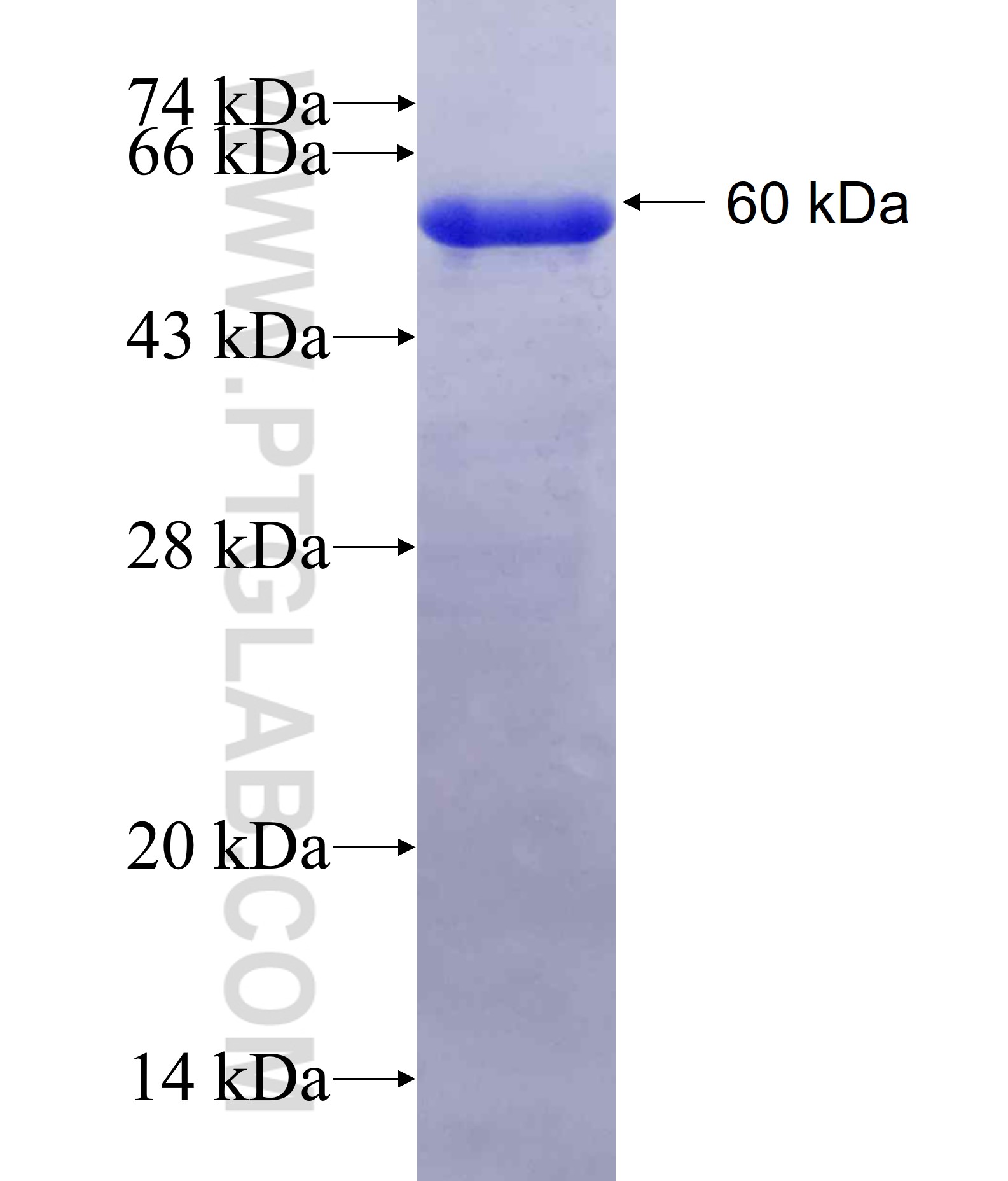 C1QBP fusion protein Ag19773 SDS-PAGE