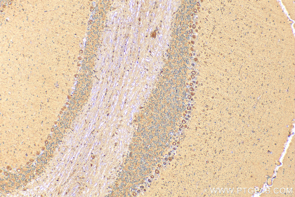 IHC staining of mouse cerebellum using 15757-1-AP