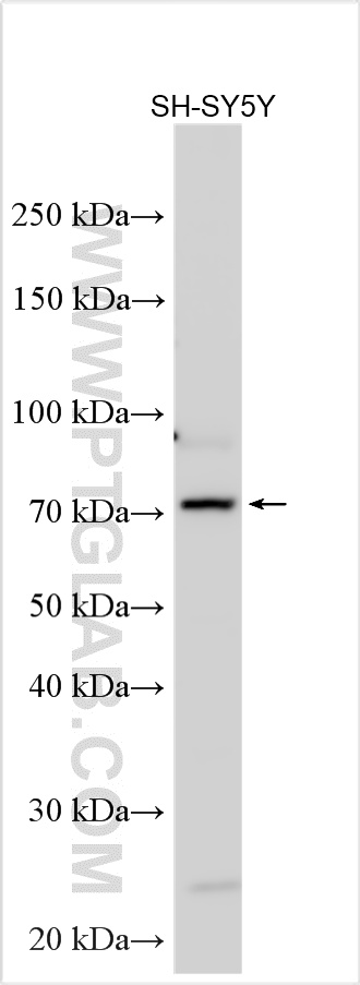 WB analysis using 32175-1-AP
