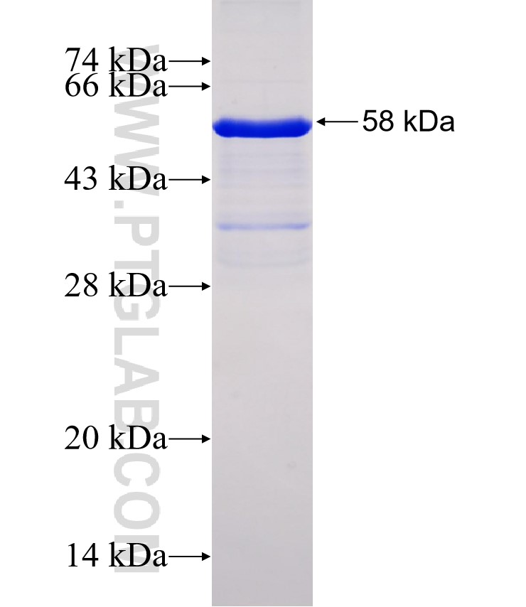 C1QTNF1 fusion protein Ag31779 SDS-PAGE
