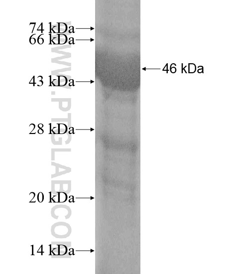 C1RL fusion protein Ag20324 SDS-PAGE