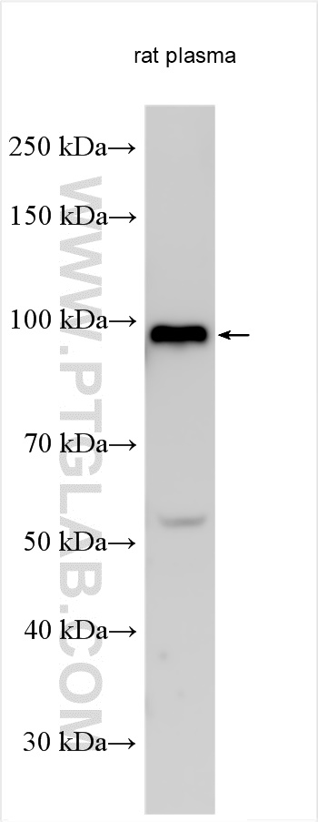 WB analysis using 14554-1-AP