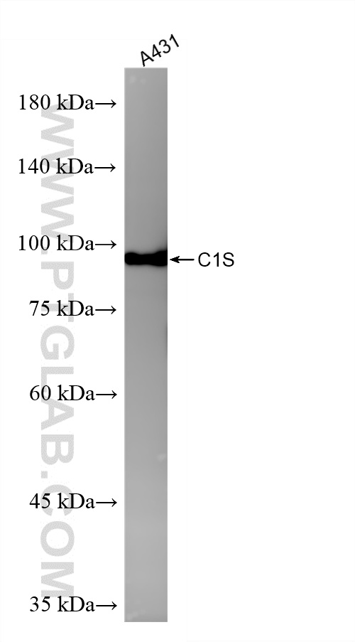 WB analysis of A431 using 85736-6-RR