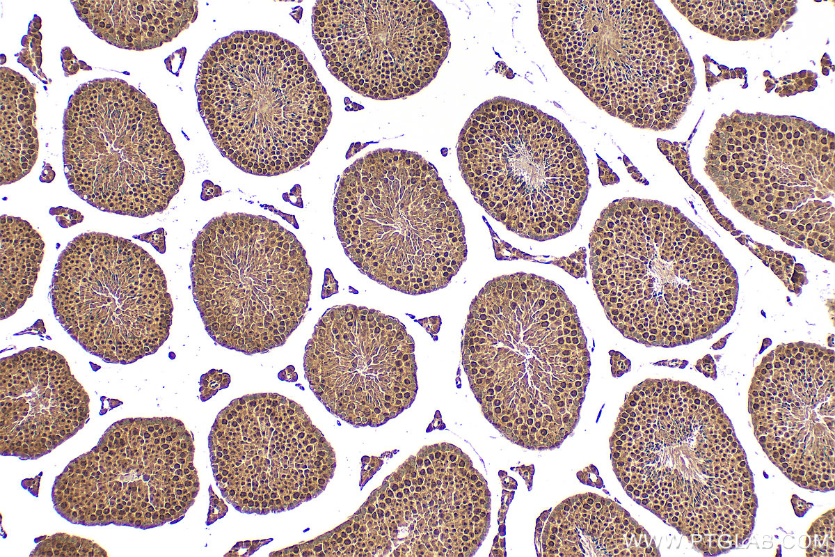 IHC staining of mouse testis using 26115-1-AP IHC staining of mouse testis using 26115-1-AP