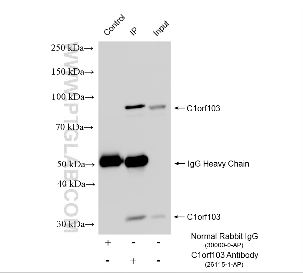 IP experiment of HepG2 using 26115-1-AP
