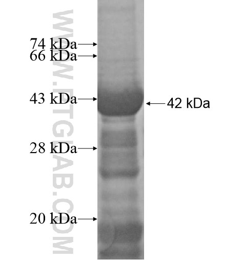 C1orf107 fusion protein Ag15250 SDS-PAGE