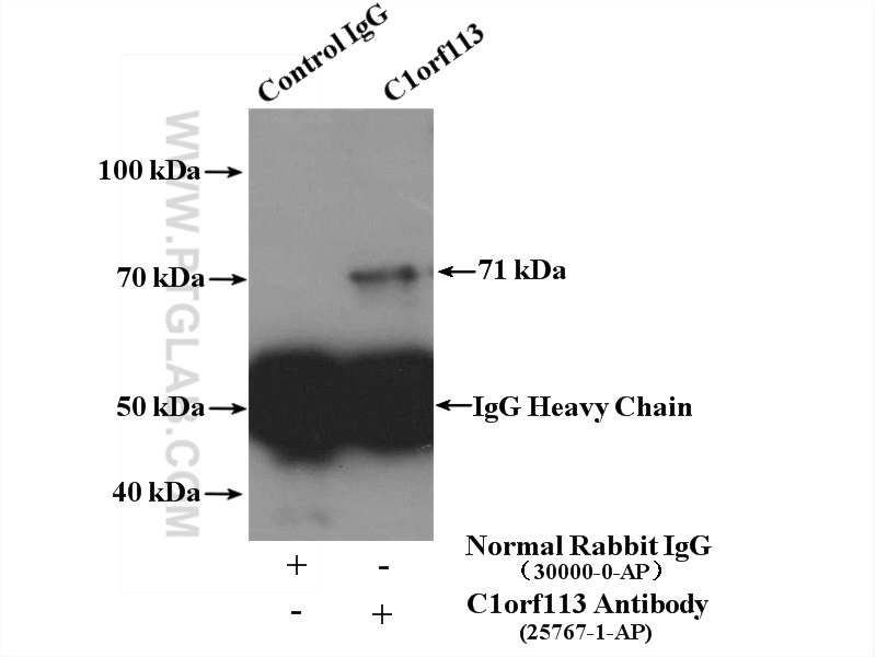 IP experiment of mouse testis using 25767-1-AP